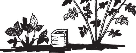 Иллюстрация к книге — Самая полезная настольная книга садовода и огородника [i_048.jpg]