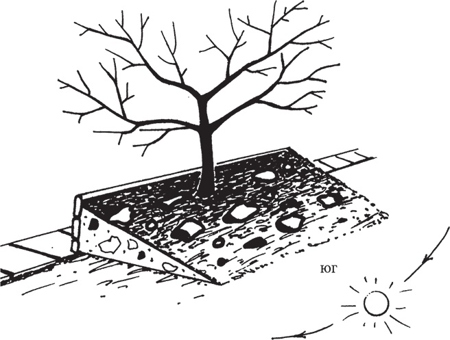 Иллюстрация к книге — Самая полезная настольная книга садовода и огородника [i_052.jpg]