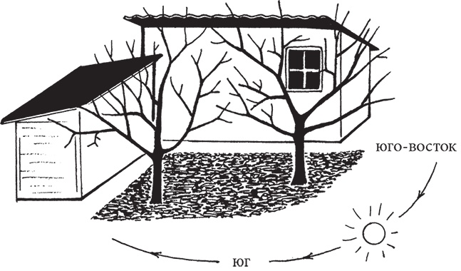 Иллюстрация к книге — Самая полезная настольная книга садовода и огородника [i_054.jpg]
