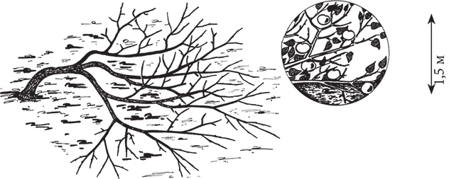 Иллюстрация к книге — Самая полезная настольная книга садовода и огородника [i_057.jpg]