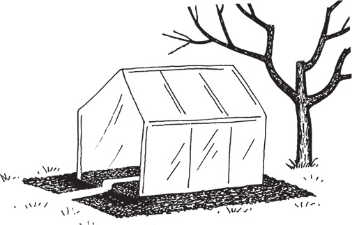 Иллюстрация к книге — Самая полезная настольная книга садовода и огородника [i_059.jpg]