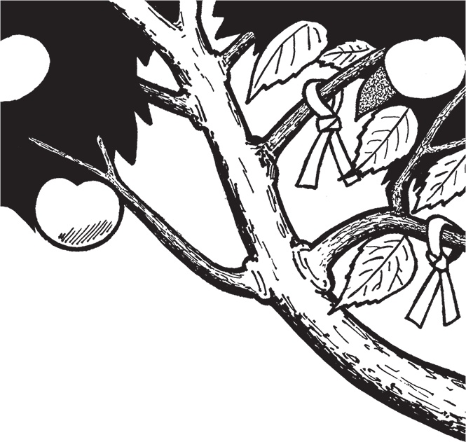 Иллюстрация к книге — Самая полезная настольная книга садовода и огородника [i_060.jpg]