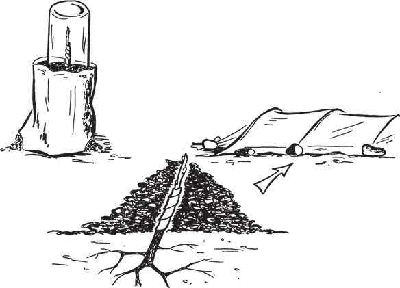 Иллюстрация к книге — Самая полезная настольная книга садовода и огородника [i_061.jpg]