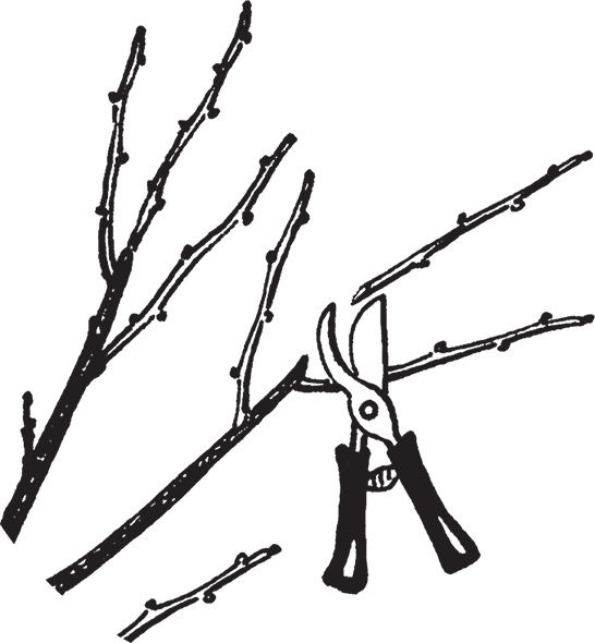 Иллюстрация к книге — Самая полезная настольная книга садовода и огородника [i_065.jpg]