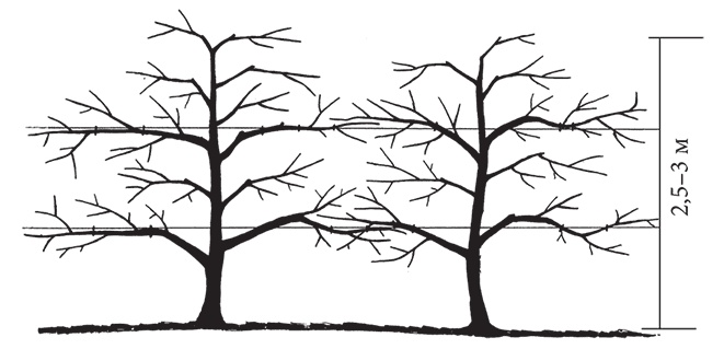 Иллюстрация к книге — Самая полезная настольная книга садовода и огородника [i_078.jpg]