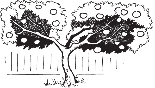 Иллюстрация к книге — Самая полезная настольная книга садовода и огородника [i_079.jpg]