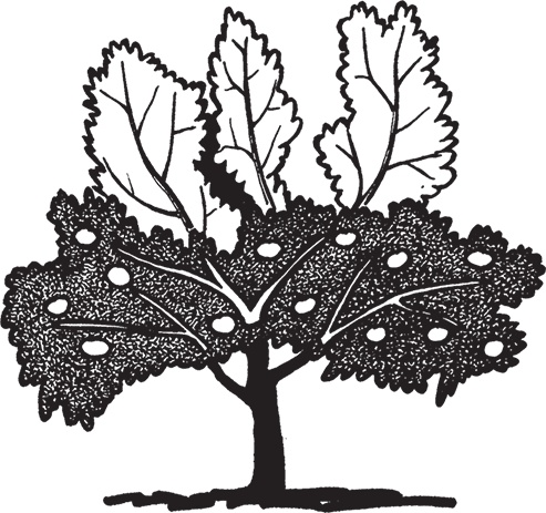 Иллюстрация к книге — Самая полезная настольная книга садовода и огородника [i_081.jpg]