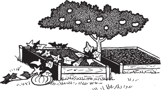 Иллюстрация к книге — Самая полезная настольная книга садовода и огородника [i_083.jpg]