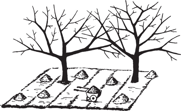 Иллюстрация к книге — Самая полезная настольная книга садовода и огородника [i_084.jpg]