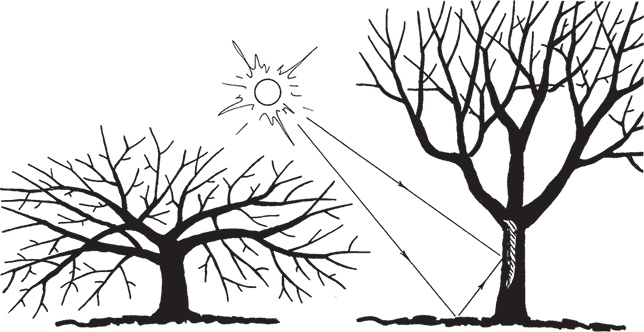 Иллюстрация к книге — Самая полезная настольная книга садовода и огородника [i_085.jpg]