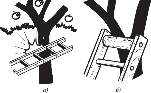 Иллюстрация к книге — Самая полезная настольная книга садовода и огородника [i_087.jpg]