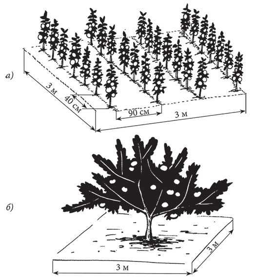 Иллюстрация к книге — Самая полезная настольная книга садовода и огородника [i_090.jpg]