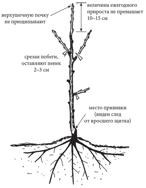 Иллюстрация к книге — Самая полезная настольная книга садовода и огородника [i_091.jpg]