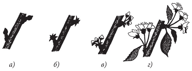 Иллюстрация к книге — Самая полезная настольная книга садовода и огородника [i_095.jpg]