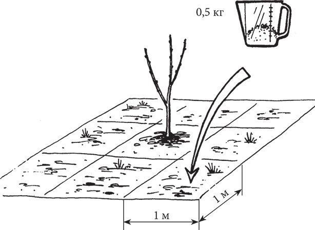 Иллюстрация к книге — Самая полезная настольная книга садовода и огородника [i_100.jpg]