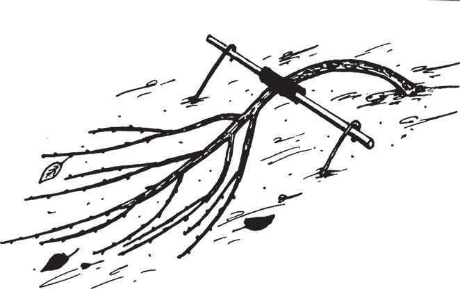 Иллюстрация к книге — Самая полезная настольная книга садовода и огородника [i_102.jpg]