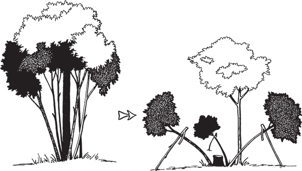 Иллюстрация к книге — Самая полезная настольная книга садовода и огородника [i_103.jpg]