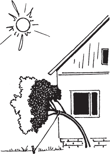 Иллюстрация к книге — Самая полезная настольная книга садовода и огородника [i_104.jpg]