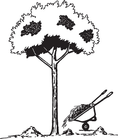 Иллюстрация к книге — Самая полезная настольная книга садовода и огородника [i_106.jpg]