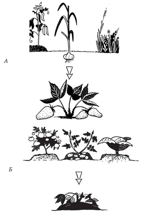 Иллюстрация к книге — Самая полезная настольная книга садовода и огородника [i_109.jpg]