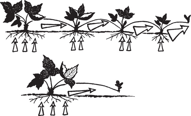 Иллюстрация к книге — Самая полезная настольная книга садовода и огородника [i_111.jpg]