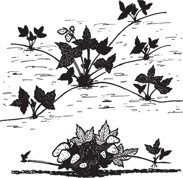 Иллюстрация к книге — Самая полезная настольная книга садовода и огородника [i_112.jpg]