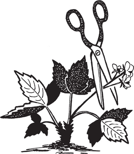 Иллюстрация к книге — Самая полезная настольная книга садовода и огородника [i_114.jpg]