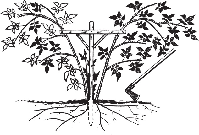 Иллюстрация к книге — Самая полезная настольная книга садовода и огородника [i_117.jpg]