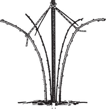 Иллюстрация к книге — Самая полезная настольная книга садовода и огородника [i_119.jpg]