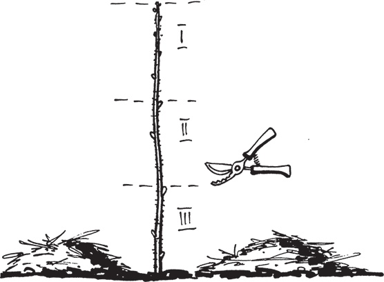 Иллюстрация к книге — Самая полезная настольная книга садовода и огородника [i_120.jpg]