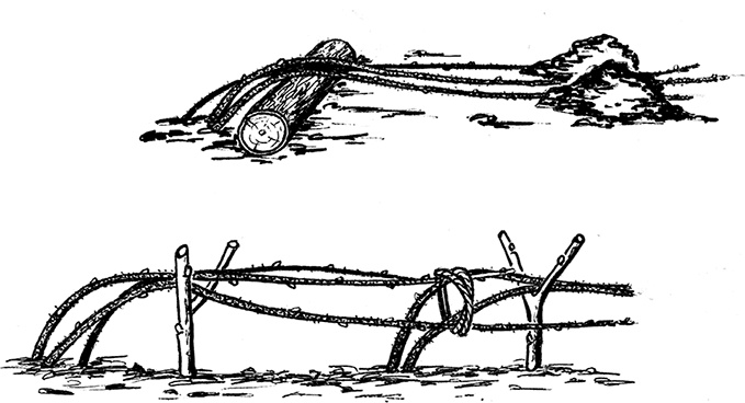 Иллюстрация к книге — Самая полезная настольная книга садовода и огородника [i_121.jpg]