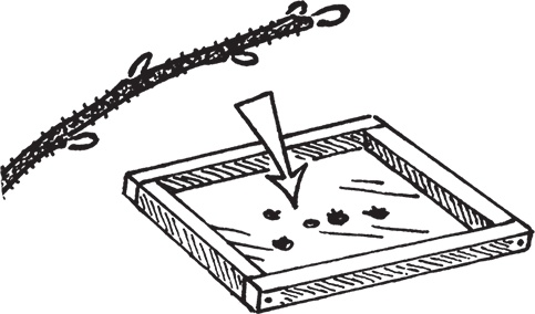 Иллюстрация к книге — Самая полезная настольная книга садовода и огородника [i_123.jpg]