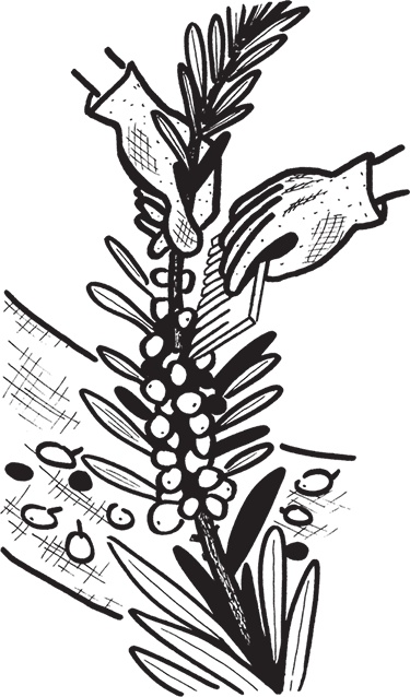 Иллюстрация к книге — Самая полезная настольная книга садовода и огородника [i_125.jpg]