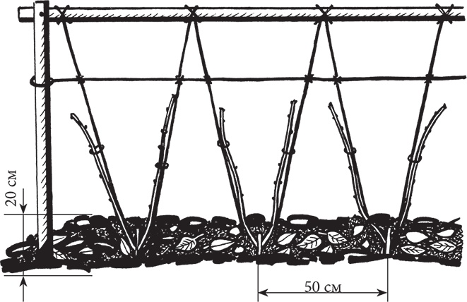 Иллюстрация к книге — Самая полезная настольная книга садовода и огородника [i_127.jpg]