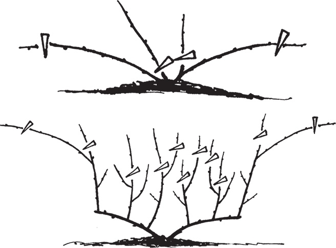 Иллюстрация к книге — Самая полезная настольная книга садовода и огородника [i_128.jpg]
