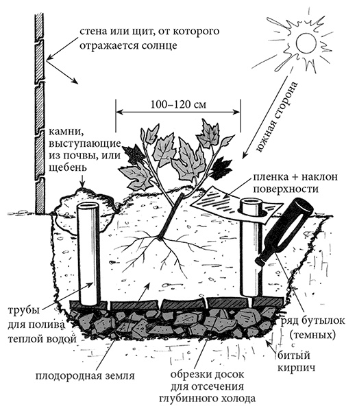 Иллюстрация к книге — Самая полезная настольная книга садовода и огородника [i_130.jpg]