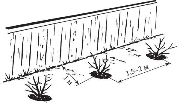 Иллюстрация к книге — Самая полезная настольная книга садовода и огородника [i_134.jpg]