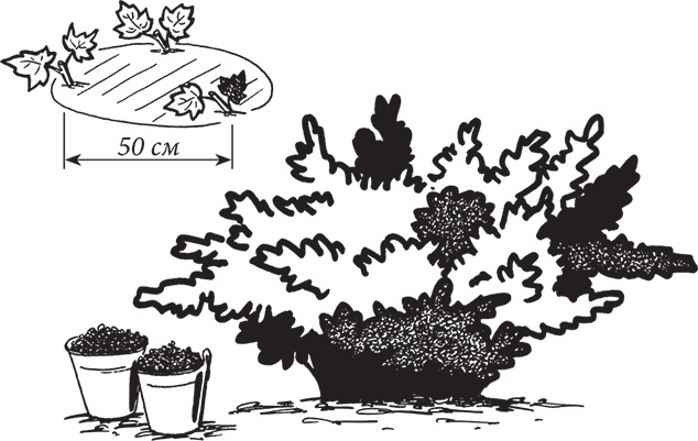 Иллюстрация к книге — Самая полезная настольная книга садовода и огородника [i_135.jpg]