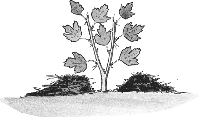 Иллюстрация к книге — Самая полезная настольная книга садовода и огородника [i_136.jpg]