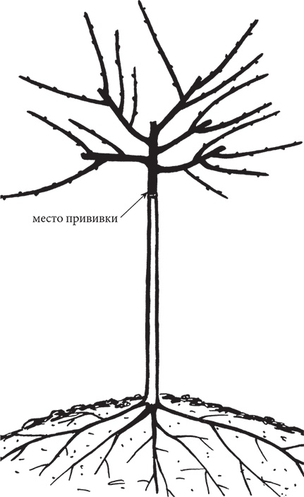 Иллюстрация к книге — Самая полезная настольная книга садовода и огородника [i_137.jpg]