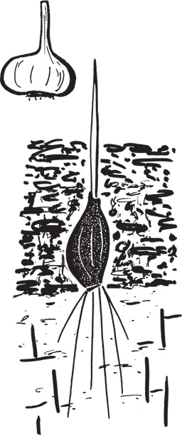 Иллюстрация к книге — Самая полезная настольная книга садовода и огородника [i_139.jpg]