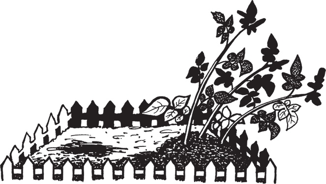 Иллюстрация к книге — Самая полезная настольная книга садовода и огородника [i_141.jpg]