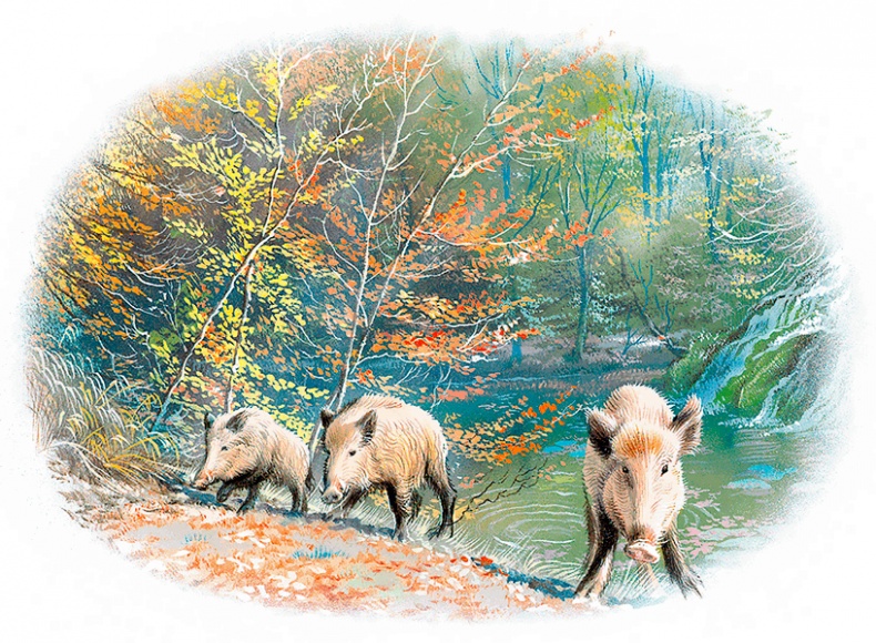 Иллюстрация к книге — Маруся - подружка всех зверят. В лесу. В деревне [i_014.jpg]