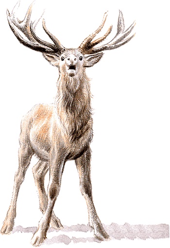 Иллюстрация к книге — Маруся - подружка всех зверят. В лесу. В деревне [i_018.jpg]