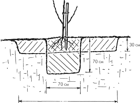Иллюстрация к книге — Главные секреты вашего сада и огорода (переиздание) [_12.jpg]