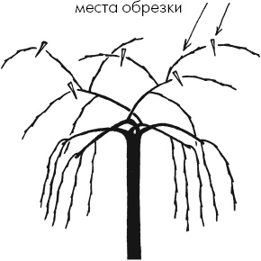 Иллюстрация к книге — Главные секреты вашего сада и огорода (переиздание) [_19.jpg]