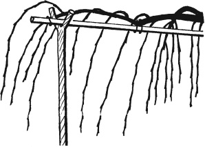 Иллюстрация к книге — Главные секреты вашего сада и огорода (переиздание) [_21.jpg]