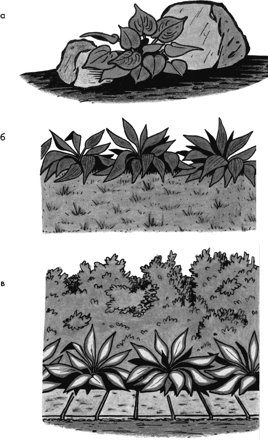 Иллюстрация к книге — Главные секреты вашего сада и огорода (переиздание) [_23.jpg]