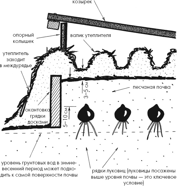 Иллюстрация к книге — Главные секреты вашего сада и огорода (переиздание) [_26.jpg]