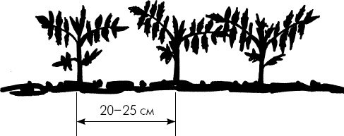 Иллюстрация к книге — Главные секреты вашего сада и огорода (переиздание) [_30.jpg]